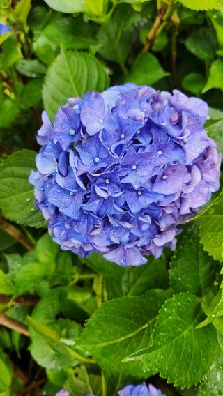 치유숲모이라양재순님의 자유주제 · 자유게시판 작성글 사진