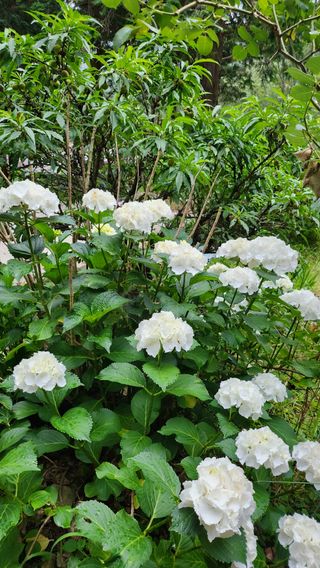 치유숲모이라양재순님의 자유주제 · 자유게시판 작성글 사진