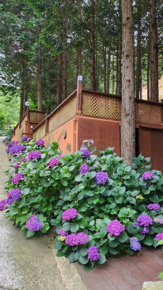 치유숲모이라양재순님의 자유주제 · 자유게시판 작성글 사진