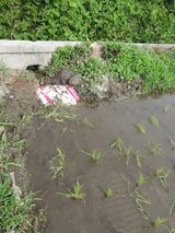 팜모닝 벼·영농일지 게시글 이미지