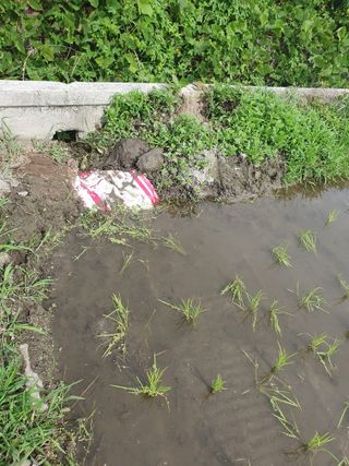 농부가된영어샘님의 벼 · 영농일지 작성글 사진