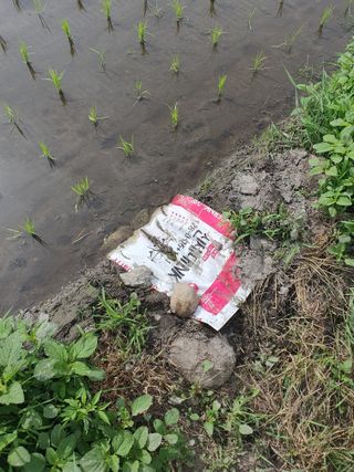 농부가된영어샘님의 벼 · 영농일지 작성글 사진