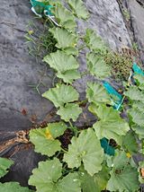 팜모닝 농사, 무엇이든 물어보세요!·참여글 게시글 이미지