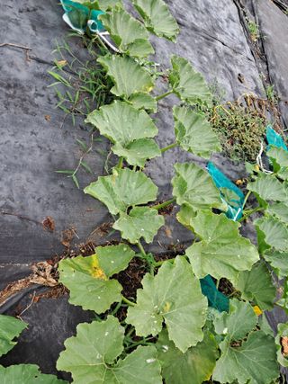 두견새님의 농사, 무엇이든 물어보세요! · 참여글 작성글 사진