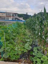 팜모닝 고추·영농일지 게시글 이미지