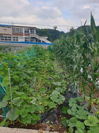 동방불패님의 고추 · 영농일지 작성글 사진