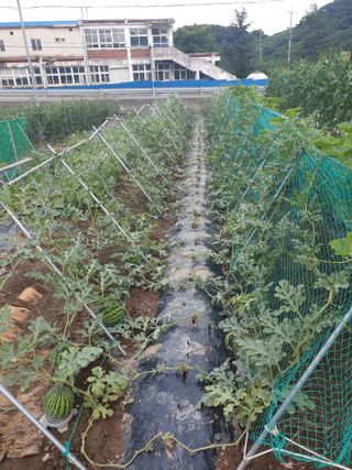 동방불패님의 고추 · 영농일지 작성글 사진