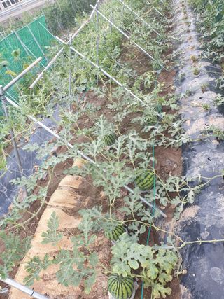 동방불패님의 고추 · 영농일지 작성글 사진