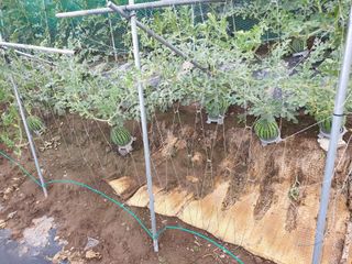 동방불패님의 고추 · 영농일지 작성글 사진