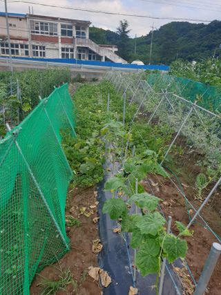 동방불패님의 고추 · 영농일지 작성글 사진