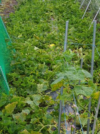 동방불패님의 고추 · 영농일지 작성글 사진