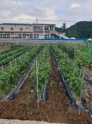 동방불패님의 고추 · 영농일지 작성글 사진
