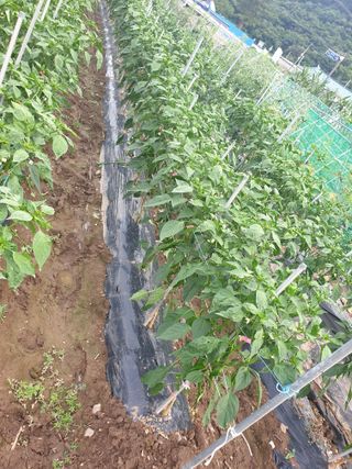 동방불패님의 고추 · 영농일지 작성글 사진