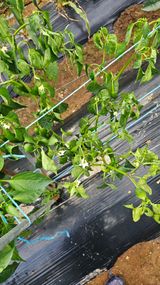 팜모닝 고추·병해충상담 게시글 이미지