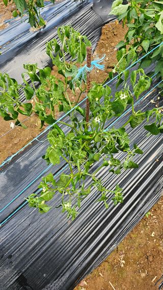 맹인섭님의 고추 · 병해충상담 작성글 사진