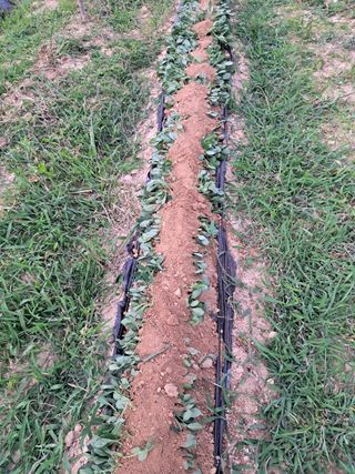 고공주님의 기타작물 · 영농일지 작성글 사진