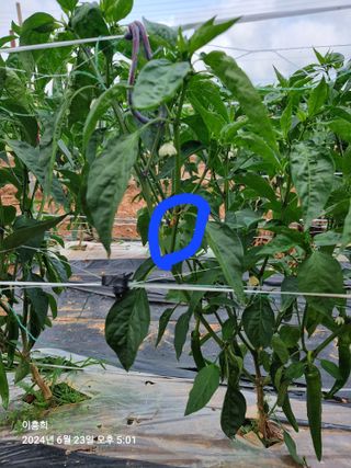 이흥희님의 고추 · 병해충상담 작성글 사진