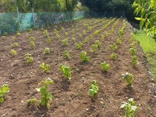 손 무현님의 들깨 · 영농일지 작성글 사진