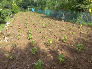 손 무현님의 들깨 · 영농일지 작성글 사진