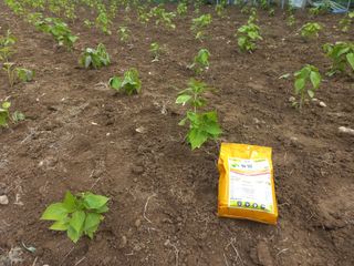 손 무현님의 들깨 · 영농일지 작성글 사진