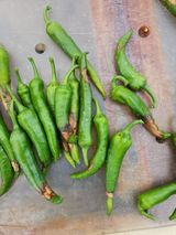 팜모닝 고추·병해충상담 게시글 이미지