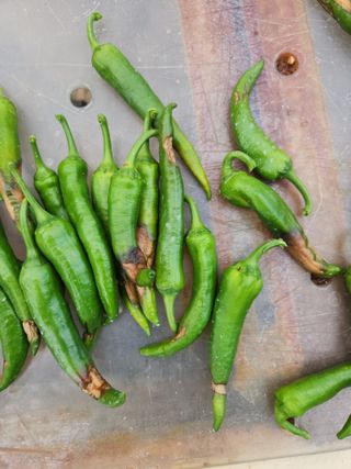 용민님의 고추 · 병해충상담 작성글 사진