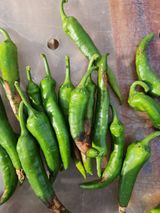 팜모닝 고추·영농일지 게시글 이미지