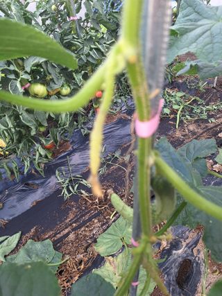 김문준님의 농사, 무엇이든 물어보세요! · 참여글 작성글 사진