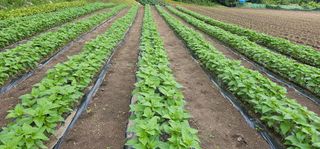 윤태희님의 참깨 · 병해충상담 작성글 사진