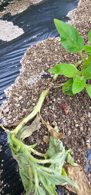 윤태희님의 참깨 · 병해충상담 작성글 사진