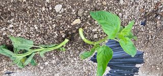 윤태희님의 참깨 · 병해충상담 작성글 사진