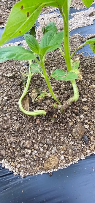 윤태희님의 참깨 · 병해충상담 작성글 사진