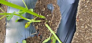 윤태희님의 참깨 · 병해충상담 작성글 사진