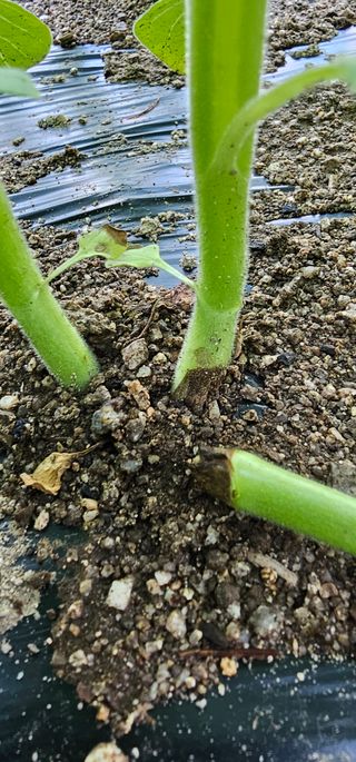 윤태희님의 참깨 · 병해충상담 작성글 사진