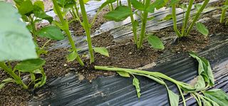 윤태희님의 참깨 · 병해충상담 작성글 사진