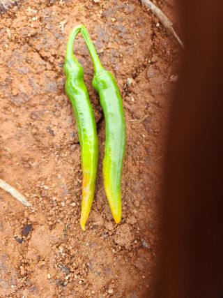 나영임님의 고추 · 병해충상담 작성글 사진