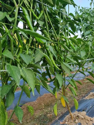 이송화님의 고추 · 병해충상담 작성글 사진