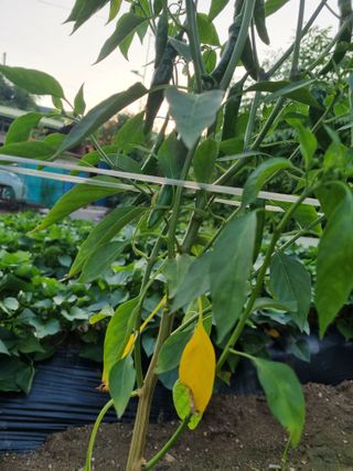 이송화님의 고추 · 병해충상담 작성글 사진