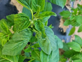 김현정님의 자유주제 · 자유게시판 작성글 사진