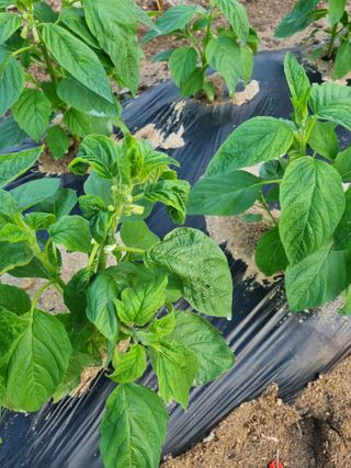 김현정님의 자유주제 · 자유게시판 작성글 사진