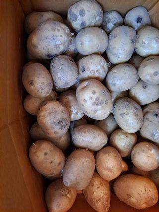 김영미님의 농사, 무엇이든 물어보세요! · 참여글 작성글 사진