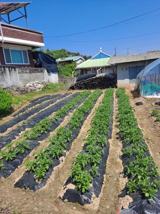 김영미님의 농사, 무엇이든 물어보세요! · 참여글 작성글 사진