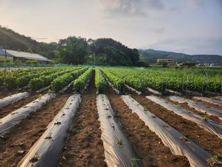 HYUN님의 참깨 · 영농일지 작성글 사진