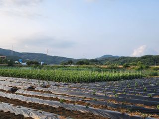 HYUN님의 참깨 · 영농일지 작성글 사진