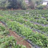 팜모닝 자유주제·자유게시판 게시글 이미지