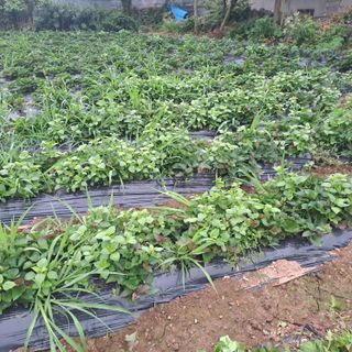 이일제님의 자유주제 · 자유게시판 작성글 사진