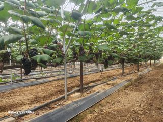 조현국님의 포도 · 영농일지 작성글 사진