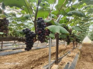 조현국님의 포도 · 영농일지 작성글 사진