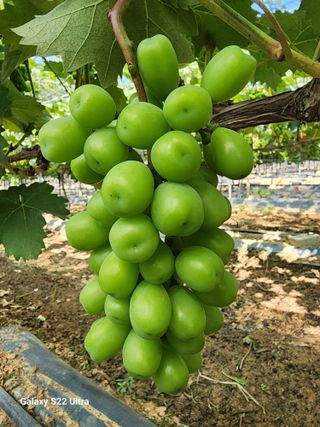 조현국님의 포도 · 영농일지 작성글 사진