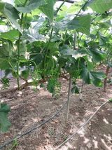 팜모닝 포도·영농일지 게시글 이미지